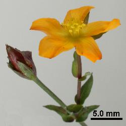 Hypericum involutum flower.
 © Landcare Research 2010 